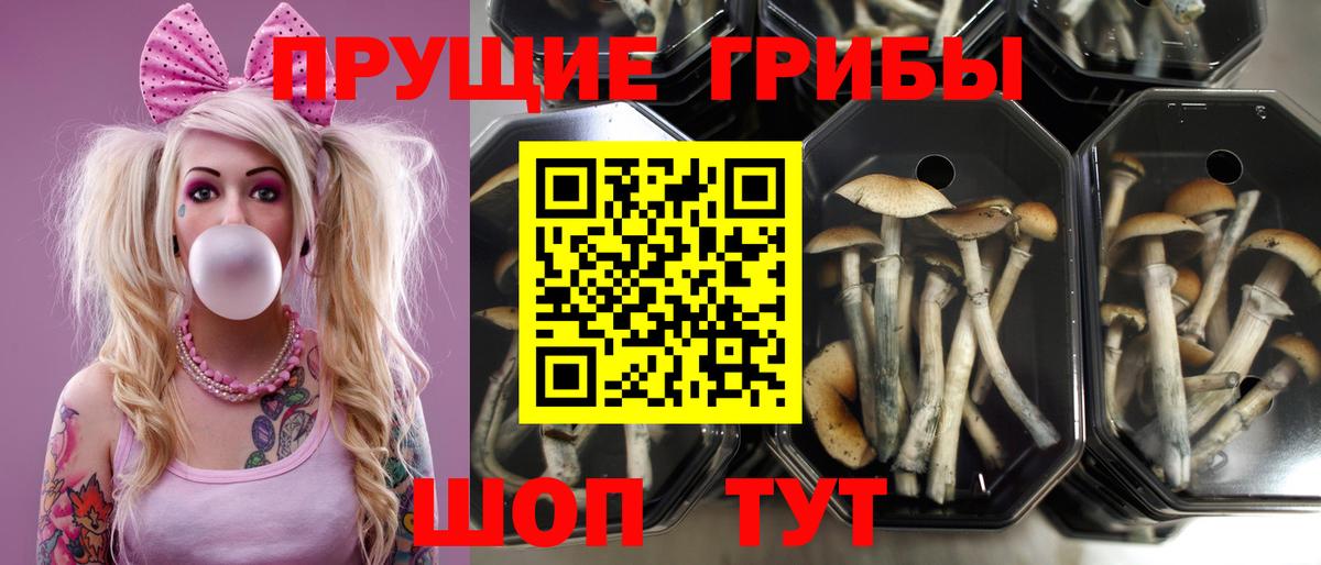 Галлюциногенные грибы Psilocybe  Галлюциногенные грибы GOLDEN TEACHER  Вход с VPN  Кинель 